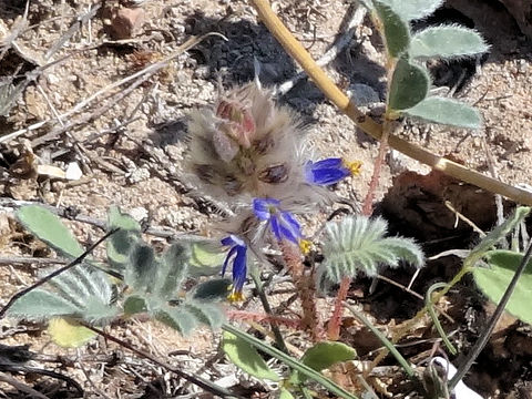 Dalea lachnostachys