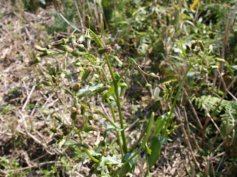 Erechitites hieracifolia
