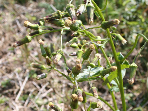 Erechitites hieracifolia