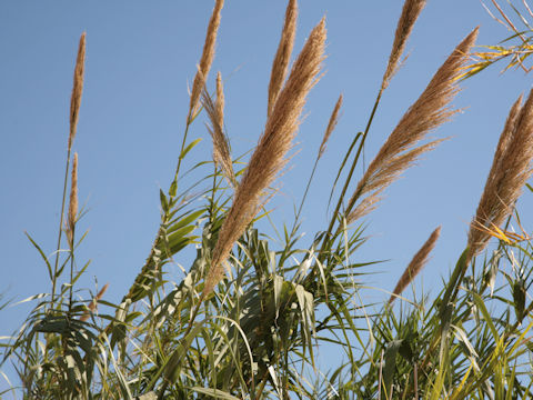 Arundo donax