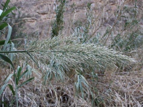 Arundo donax