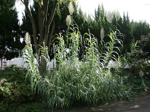 Arundo donax