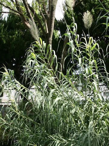 Arundo donax