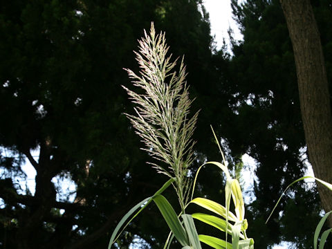 Arundo donax