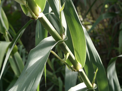 Arundo donax