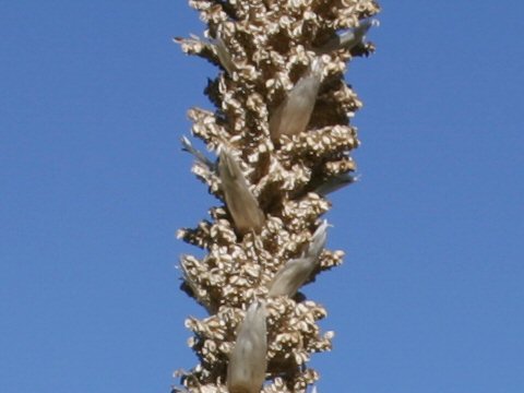 Dasylirion leiophyllum