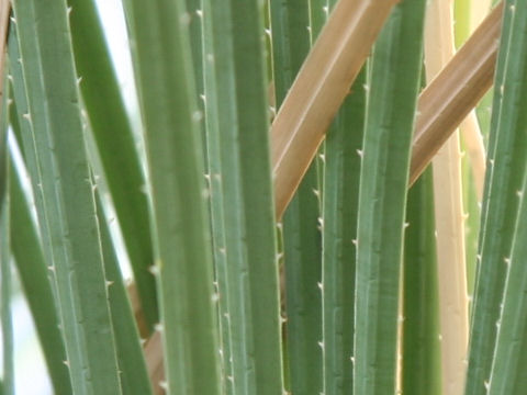 Dasylirion serratifolium