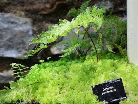 Davallia perdurans