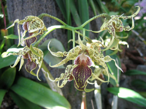 Dendrobium alexandrae