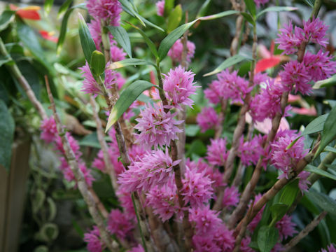 Dendrobium bracteosum