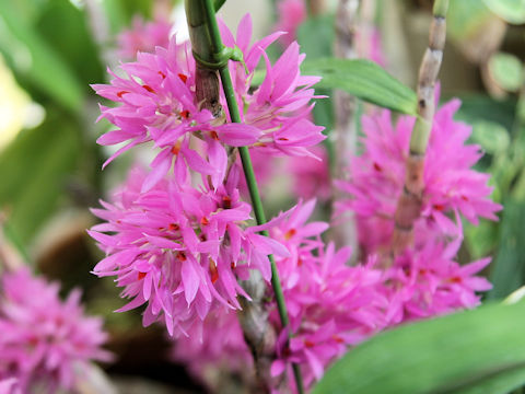 Dendrobium bracteosum