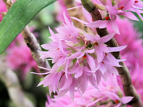 Dendrobium bracteosum