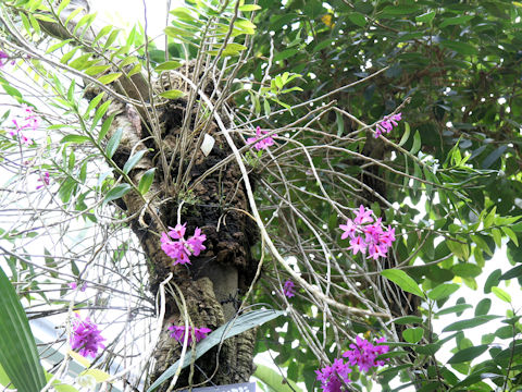 Dendrobium crepidiferum