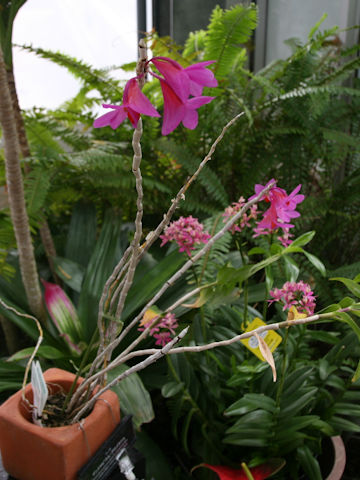 Dendrobium crepidiferum