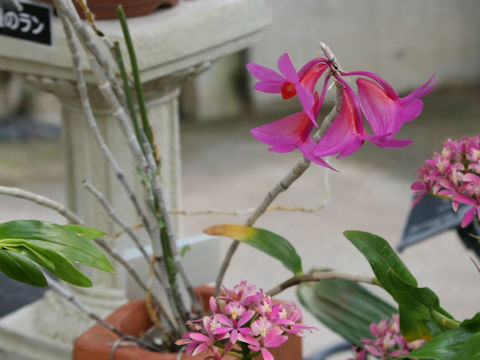 Dendrobium crepidiferum