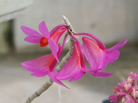 Dendrobium crepidiferum