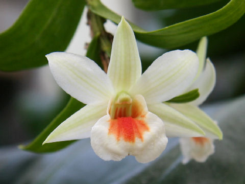 Dendrobium cv. Dawn Maree