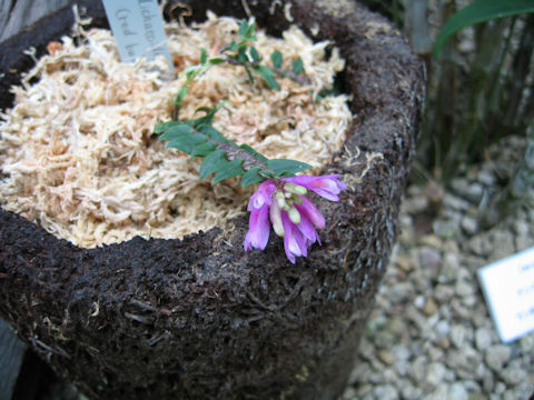 Dendrobium diechaeoides