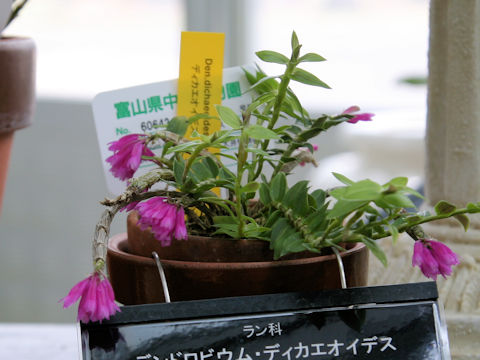 Dendrobium diechaeoides