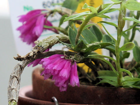 Dendrobium diechaeoides