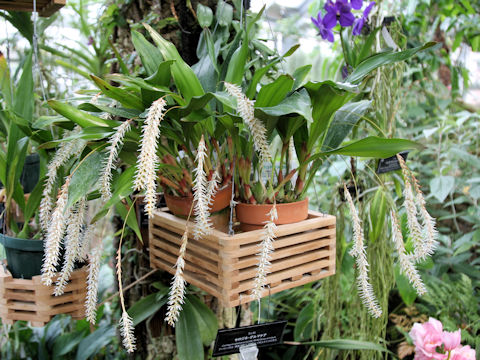 Dendrochilum glumaceum