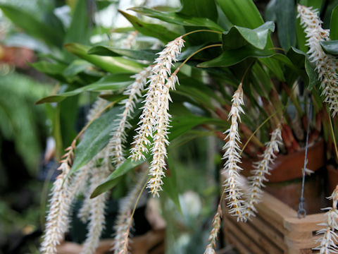 Dendrochilum glumaceum