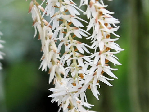 Dendrochilum glumaceum