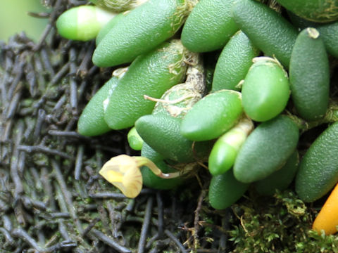 Dendrobium lichenastrum