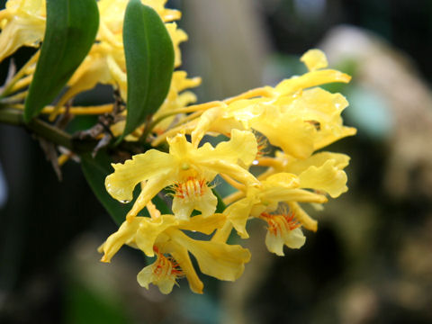 Dendrobium lowii