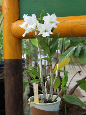 Dendrobium sanderae var. luzonicum