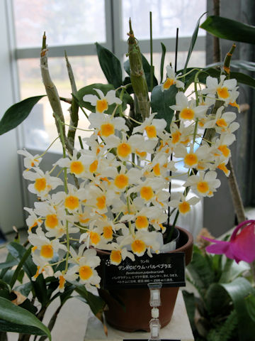 Dendrobium palpebrae