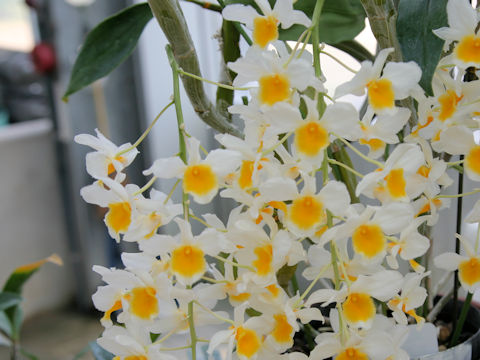 Dendrobium palpebrae
