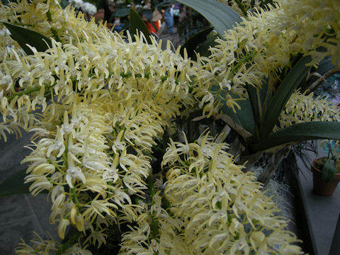 Dendrobium speciosum cv. Plato