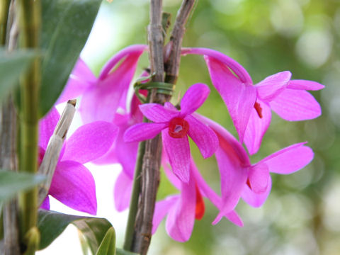 Dendrobium sulawesiense