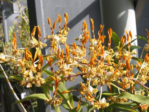 Dendrobium tangerinum