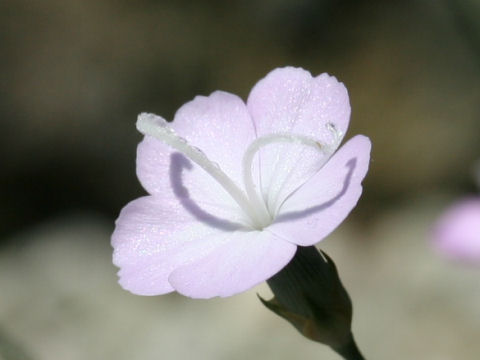 Dianthus haematocalyx