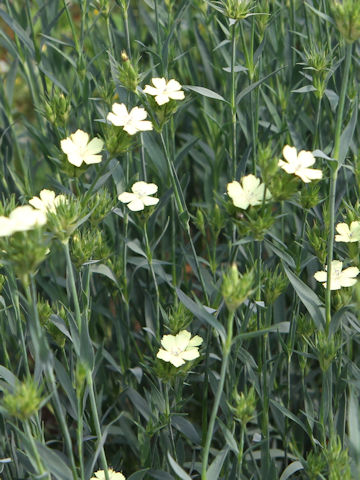 Dianthus knappii 'Yellow Harmony'