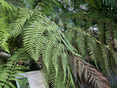 Dicksonia antarctica