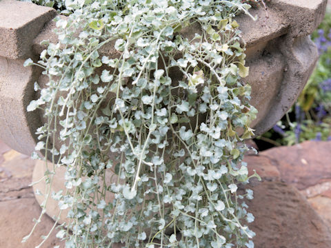 Dichondra argentea