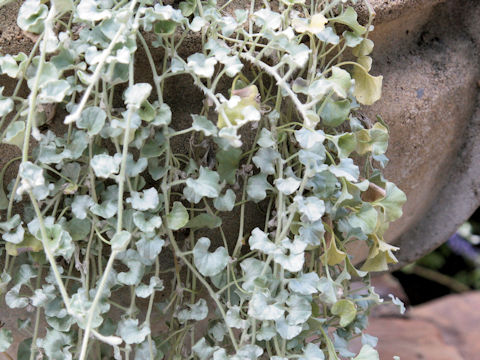 Dichondra argentea