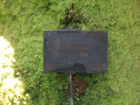 Dicksonia squarrosa