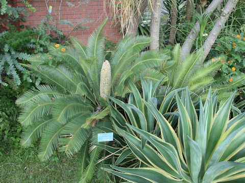 Dioon edule