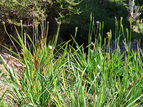 Diplarrena latifolia