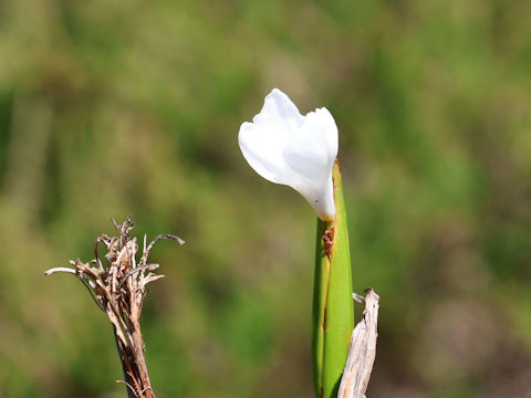 Diplarrena latifolia