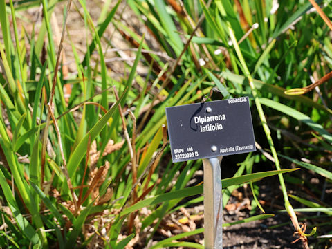 Diplarrena latifolia