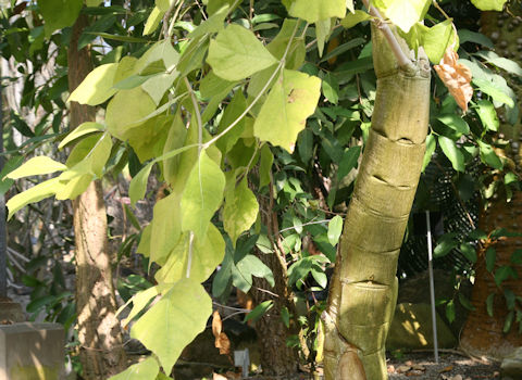 Dipterocarpus sp.