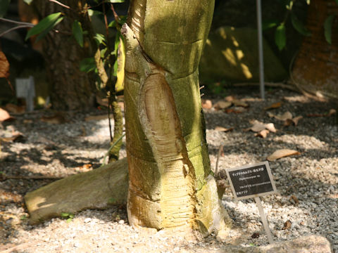 Dipterocarpus sp.