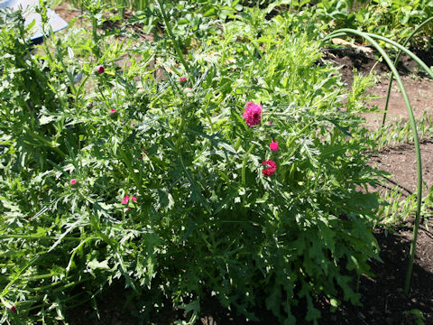 Cirsium japonicum cv.