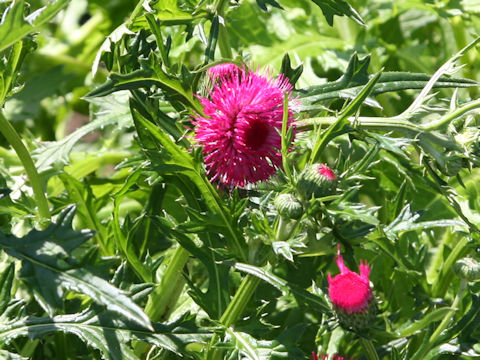 Cirsium japonicum cv.