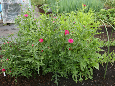 Cirsium japonicum cv.